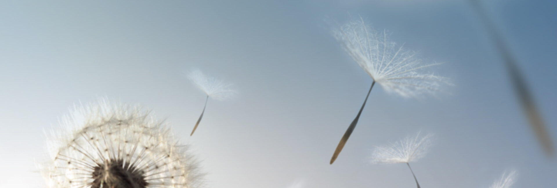 Pusteblumen im Wind
