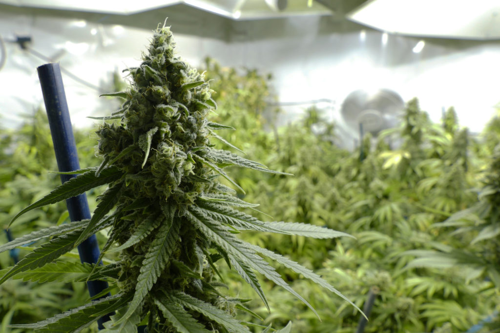 Cannabis - Die vielfach unterschätzte Droge: Wo werden Haschisch und Marihuana angebaut?